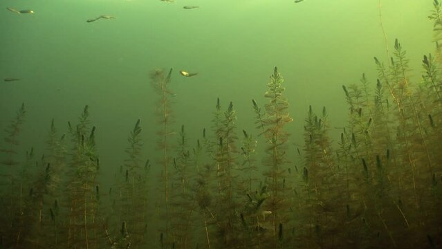 Common roaches&nbsp;(Rutilus rutilus) swimming near surface in a lake.