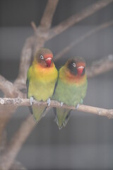 red and yellow parrot