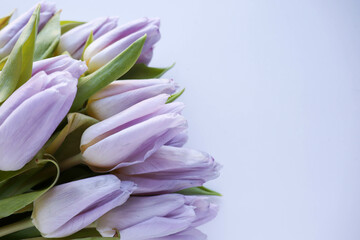 mockup greeting card. bouquet of lilac tulips on white background. color of the year 
