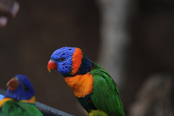 rainbow lorikeet parrot