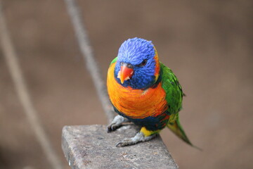 rainbow lorikeet parrot
