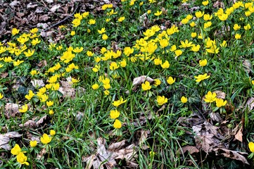 Winterlinge - Die ersten Vorboten des Fr&uuml;hlings bl&uuml;hen schon im Februar