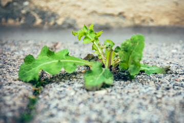 dandelion leaves on a road in spring