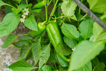 greenhouse with plants, sweet pepper