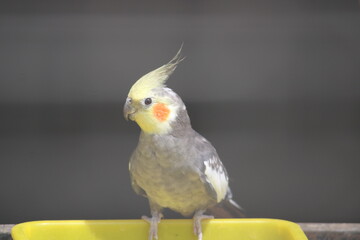 yellow crested cockatoo