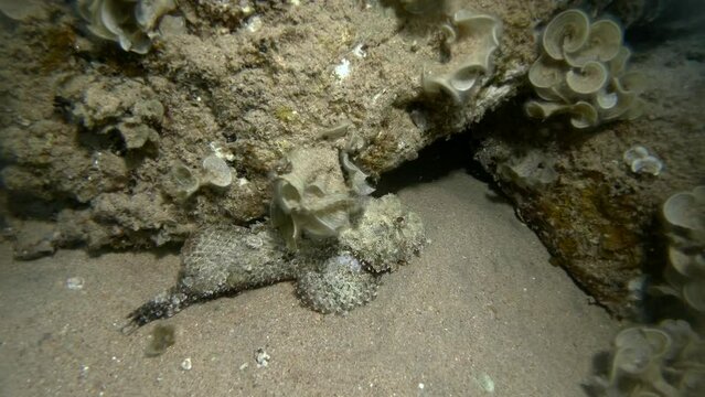 Scorpion fish lie under coral. Bearded Scorpionfish (Scorpaenopsis barbata). 4K-60fps 