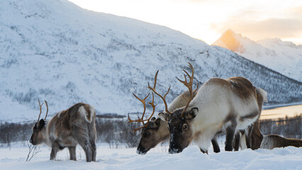 Reindeers in the wild Norwegian nature © Petr