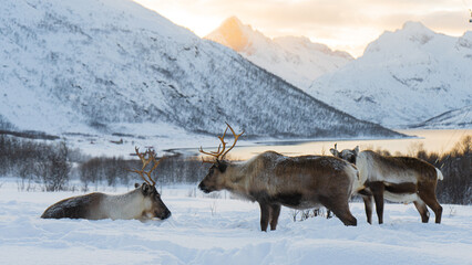 Obraz premium Reindeers in the wild Norwegian nature