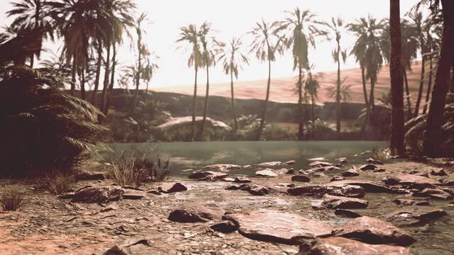 Pond and palm trees in desert oasis