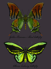 set of butterfly drawing collection