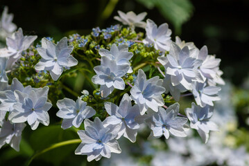 珍しいアジサイ