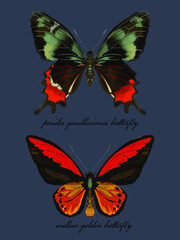 set of butterflies drawing collection