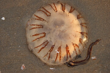 meduza jellyfish morski