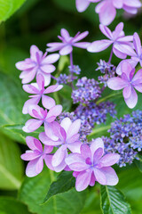 珍しいアジサイ