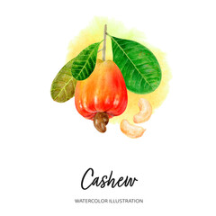 Cashew branch watercolor illustration isolated on splash background