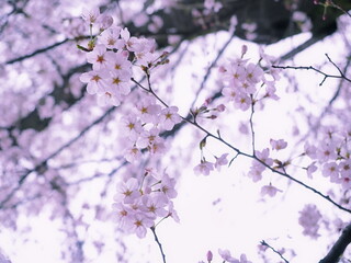 桜の花