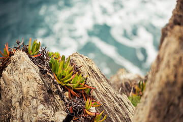 succulents by the sea