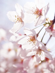 桜の花