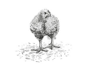 chicken hand drawing sketch engraving illustration style