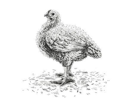 chicken hand drawing sketch engraving illustration style