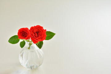 Rose flower on a white background
