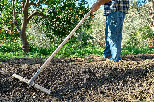 Gardener prepare the soil for spring planting. Man makes the furrows with the hoe or rake in vegetable garden