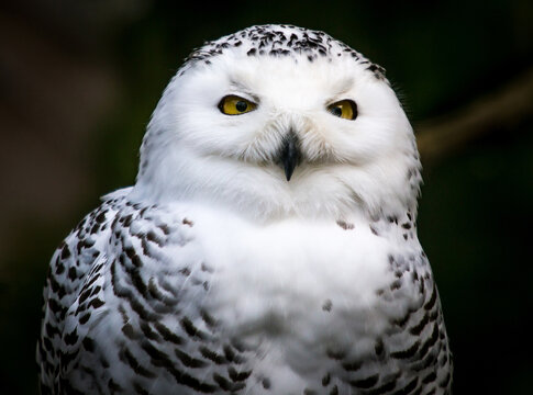 Portrait einer Schnee-Eule