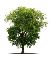 Tree isolated on white background realistic with shadow in high quality clipping mask, tropical...