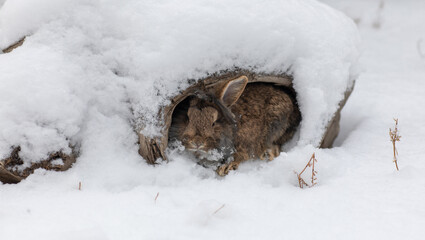 hare in a hole in winter