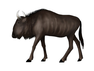 Illustration of African gnu isolated on white 