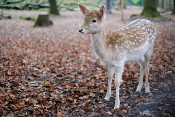 Rehkitz im Wald