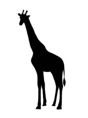 Silhouette of giraffe on white background 