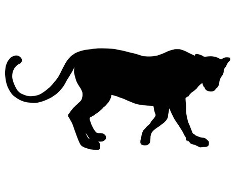 Silhouette of leopard on white background 