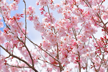 桜　花びらと青空　仙台市泉にて
