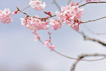 桜　花びらと青空　仙台市泉にて
