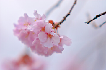 桜　花びらと青空　仙台市泉にて
