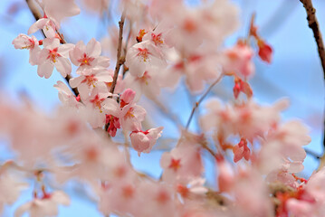 桜　花びらと青空　仙台市泉にて

