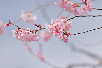 桜　花びらと青空　仙台市泉にて
