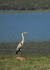Egret standing at water