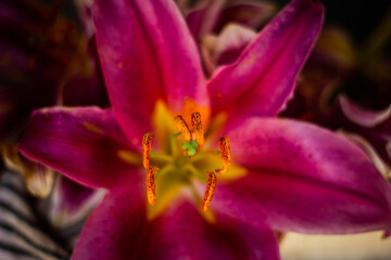 macro lily