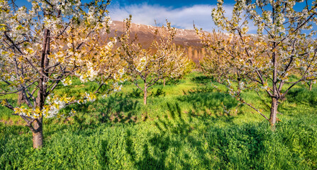 Colorful spring scene of apple trees garden. Sunny morning scene of North Macedomnia. Wonderful spring scenery. Beauty of nature concept background.