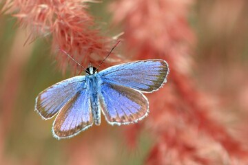 a butterfly sits on a flower