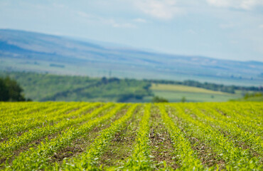 corn field with sky and clouds