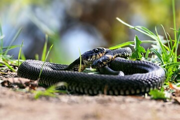 a snake crawls on the ground