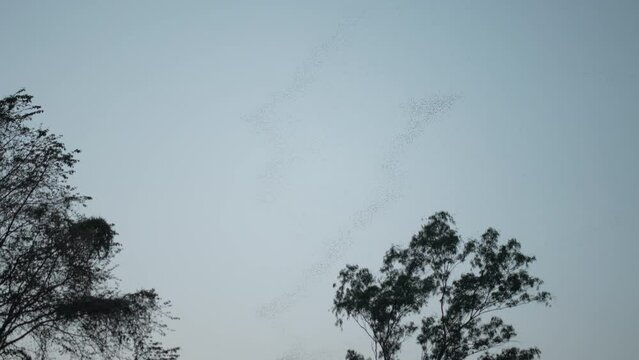 wave colony of flying fox or fruit bats are flying over the mountain with blue sky sunset to night, silhouette of migrate mammals wings on forest landscape scenic, concept for Halloween and Dracula