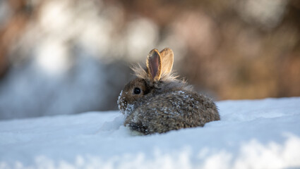 funny brown hare in the snow