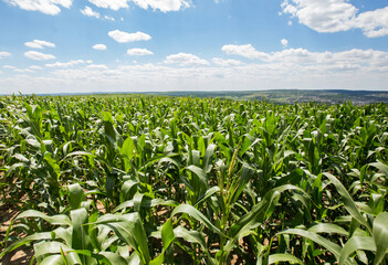 Fototapeta premium corn field with sky and clouds