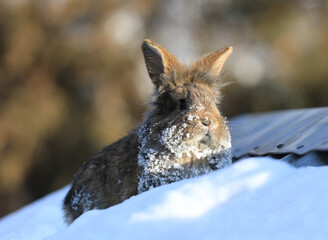 funny brown hare in the snow