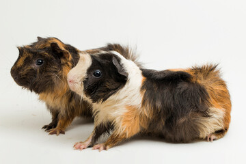 two pair guinea pig isolated on white background
