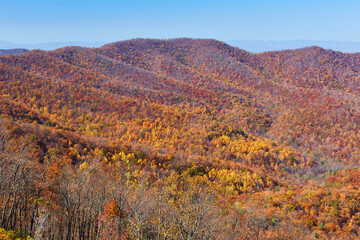 View of late-stage autumn colors from a hiking trail in Shenandoah National Park, Virginia